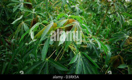 Mettere via le foglie fresche di manioca Tree. Foto Stock