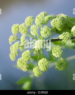 Piano di Angelica. Close-up .bassa profondità di campo. Foto Stock