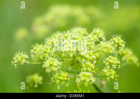 Piano di Angelica. Close-up .bassa profondità di campo. Foto Stock