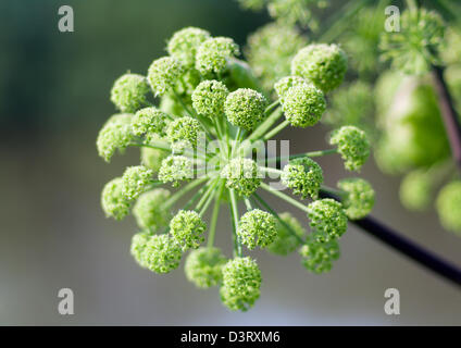 Piano di Angelica. Close-up .bassa profondità di campo. Foto Stock