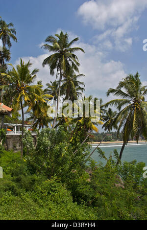 Tipica flora costiere nel sud dello Sri Lanka con palme vicino a Galle Foto Stock