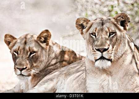 Due leoni vigile, Phinda Game Reserve, Sud Africa Foto Stock