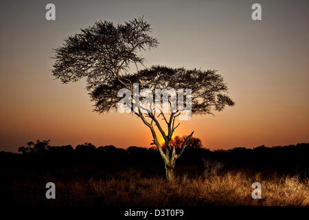 Albero a sunrise in Phinda Game Reserve, Sud Africa Foto Stock