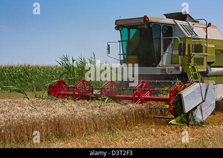 Macchina mietitrebbiatrice la raccolta di frumento o di orzo da un campo rurale su una giornata d'estate Foto Stock