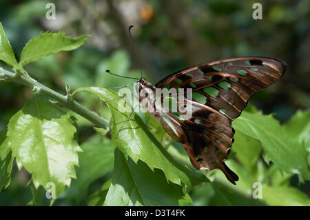 Graphium (Pathysa) antiphates siede su un impianto close up Foto Stock