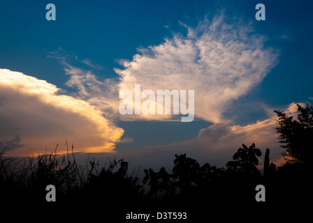Ombra di alberi di sera Foto Stock