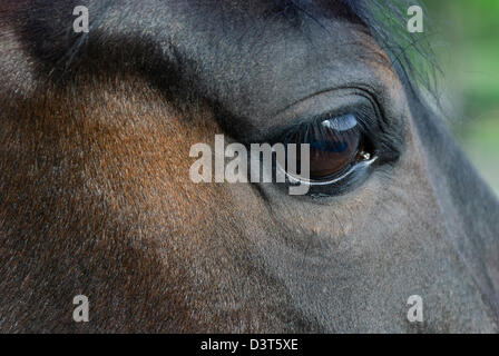 Occhio a cavallo e la testa in stretta fino, occhio nero al buio su un cavallo Morgan, shallow DOF. Foto Stock