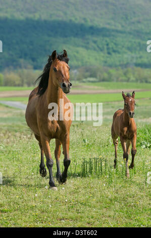 Arabian baia mare e puledro in esecuzione nel campo di sole con sfondo di montagna. Foto Stock