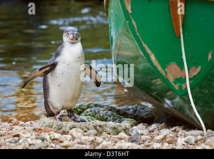 Nero Footed/Pinguino africano (Spheniscus demersus) capretti Foto Stock