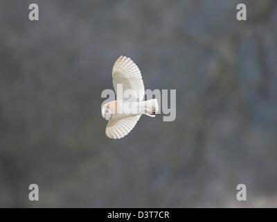 Il barbagianni in volo Foto Stock