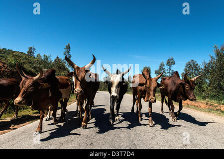 Zebù Zebu mandria (Bos primigenius indicus o bos indicus) allevamento bestiame humped bestiame Brahman Madagascar Foto Stock