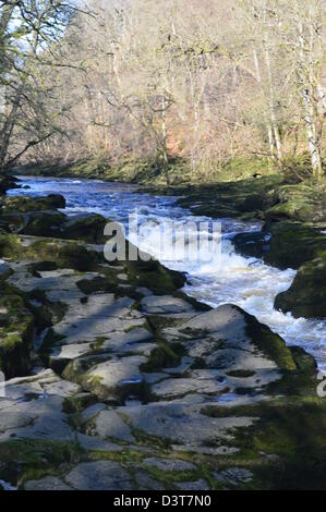 Il fiume Wharfe fluisce nel 'hotel Astrid una stretta gola Gritstone sul modo Dales a lunga distanza sentiero Wharfedale Yorkshire Foto Stock