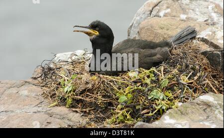 Giovane cormorano su un nido sulle isole farne Foto Stock