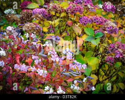 Hortensia fiori in autunno Foto Stock