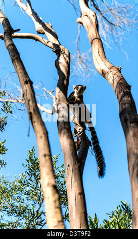 L'anello tailed lemuri (Lemur catta) su albero del Madagascar Foto Stock