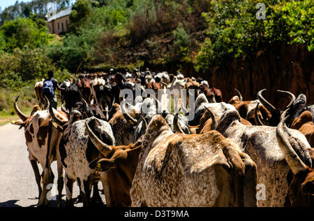 Zebu (Bos primigenius indicus o bos indicus) noto anche come humped bestiame bovino o bestiame Brahman Madagascar Foto Stock