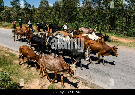 Zebu (Bos primigenius indicus o bos indicus) noto anche come humped bestiame bovino o bestiame Brahman Madagascar Foto Stock