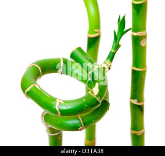 Lucky Bamboo pianta (Dracaena sanderiana), isolati su sfondo bianco Foto Stock