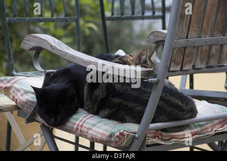 Gatto su una sedia in giardino Toscana, Italia Foto Stock