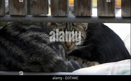 Gatto su una sedia in giardino Toscana, Italia Foto Stock