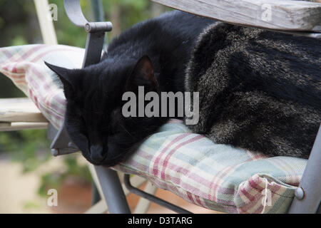 Gatto su una sedia in giardino Toscana, Italia Foto Stock