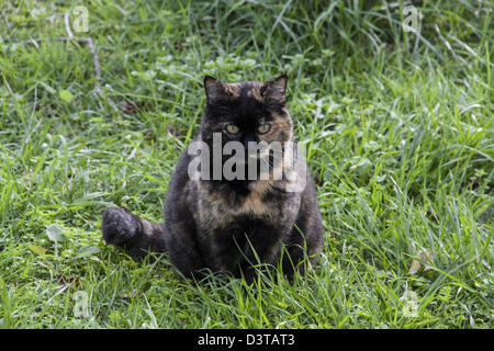 Gatto in giardino Toscana, Italia Foto Stock