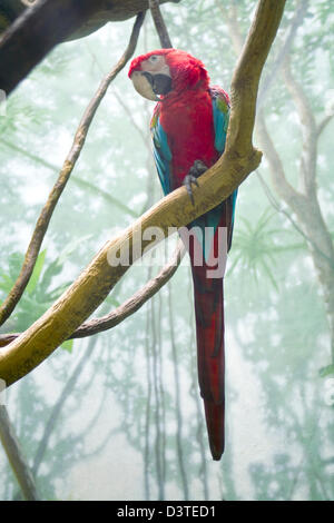 Un pappagallo rosso seduto su un albero al Central Park Zoo di New York si sedette tranquillamente mentre una folla di osservatori scattava la sua foto. Foto Stock