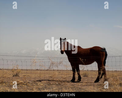 Cavalli al pascolo nel campo. Foto Stock