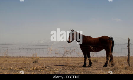 Cavalli al pascolo nel campo. Foto Stock