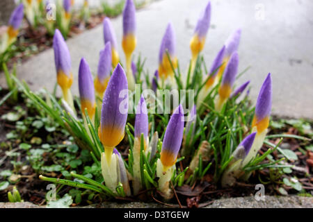 Viola crocus fiori spuntano fuori di crack in passerella, Washington Foto Stock