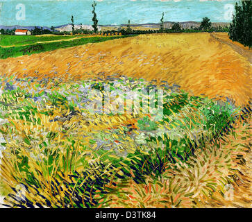 Vincent van Gogh, Wheatfield 1888 olio su tela. Van Gogh Museum di Amsterdam, Paesi Bassi. Foto Stock