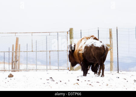 Adulto bufalo americano in piedi nella neve. Una leggera spolverata di neve gli accenti buffalo del viso. Foto Stock