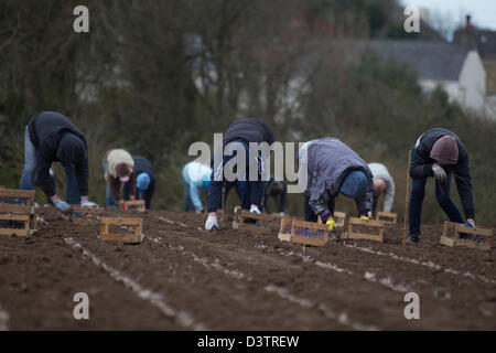 Piantando nuova Jersey Royal patate,Jersey,Isole del Canale Foto Stock