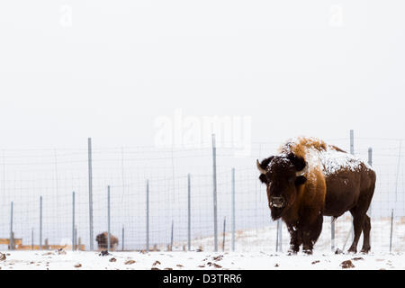 Adulto bufalo americano in piedi nella neve. Una leggera spolverata di neve gli accenti buffalo del viso. Foto Stock