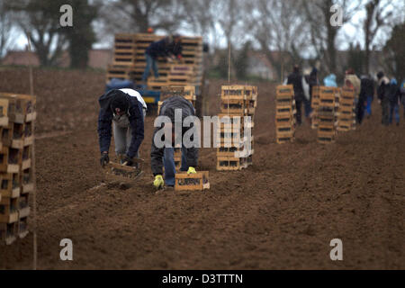 Luce raffica di neve cade come New Jersey Royal le patate vengono piantate,Jersey,Isole del Canale Foto Stock