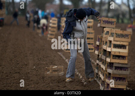 Luce raffica di neve cade come New Jersey Royal le patate vengono piantate,Jersey,Isole del Canale Foto Stock