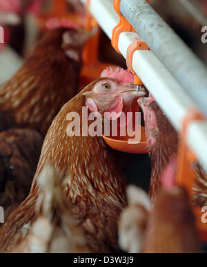 (Dpa) file - Marrone galline ovaiole bere da un erogatore di acqua al pollo di yeard Gudrun e Edgar Rimmele in Fronhofen, Germania, 20 luglio 2006. Le uova vengono venduti al mercato settimanale e del cantiere negozio affiliato. Foto: Rolf Schultes Foto Stock