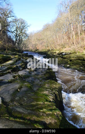 Il fiume Wharfe fluisce nel 'hotel Astrid una stretta gola Gritstone sul modo Dales a lunga distanza sentiero Wharfedale Yorkshire Foto Stock