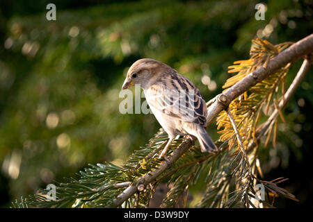 Casa passero sulla Fir Tree branch Foto Stock