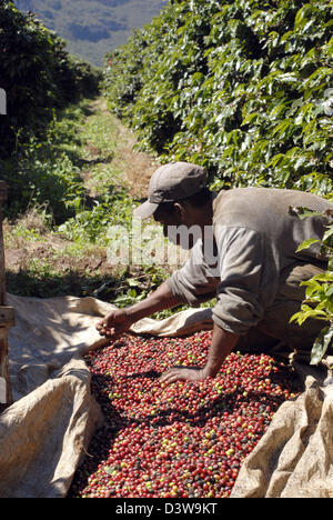 Una raccolta manuale tipi di bacche di caffè in una piantagione vicino Mucuge nel Chapade Diamantina regione, Brasile, 20 agosto 2006. Grazie alle sue temperature e la sua altitudine La Chapada Diamantina è un famoso caffè regione che produce un caffè di qualità. Il raccolto ha luogo solo una volta all'anno e di tutte le lavorazioni effettuate a mano foto: RiK Foto Stock