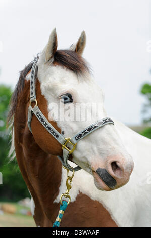 Paint horse head shot, close up portraitof un dagli occhi blu di fronte bianco pezzati animale. Foto Stock