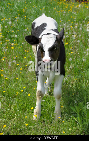 Permanente di vitello e guardando la fotocamera in estate verde erba, un giovane nero e bianco vacca Holstein close up. Foto Stock