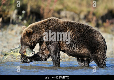 Orso grizzly (Ursus arctos horribilis) la cattura di un salmone, Katmai national park, Alaska, Stati Uniti d'America. Foto Stock