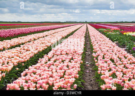 Molti i tulipani in primavera i campi olandesi, Olanda Foto Stock