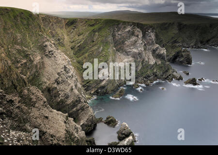 Gannett colonia in Hermaness. Foto Stock