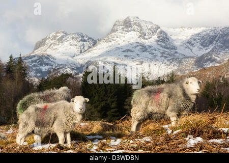 The Langdale Pikes da Elterwater comune in The Langdale Valley, Lake District, UK, con Herdwick pecore in primo piano. Foto Stock