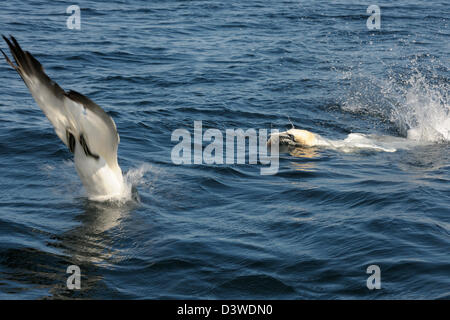 Northern sule immersioni subacquee per il pesce in oceano. Foto Stock