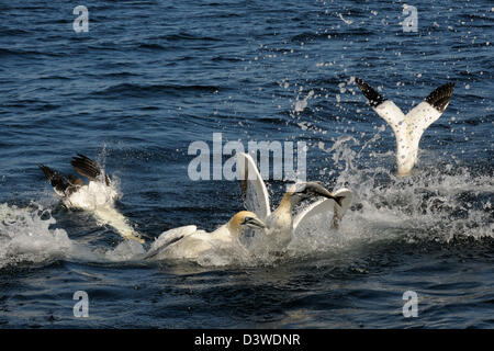 Northern sule immersioni subacquee per il pesce in oceano. Foto Stock