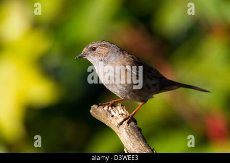 Dunnock. Prunella modularis (Prunellidae) Foto Stock