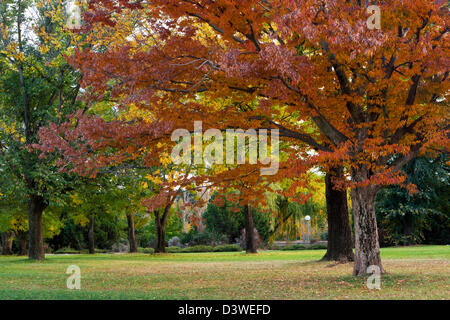 I colori autunnali nel parco. Commonwealth Park, Canberra, Australian Capital Territory (ACT), Australia Foto Stock